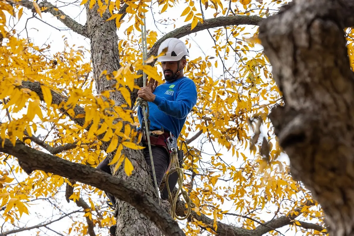 Skilled Tree Planting crew working in Woodstock