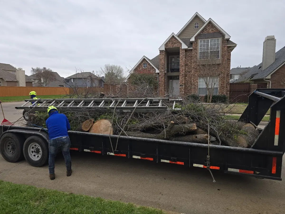 Expert Tree Removal with proper safety equipment in Woodstock